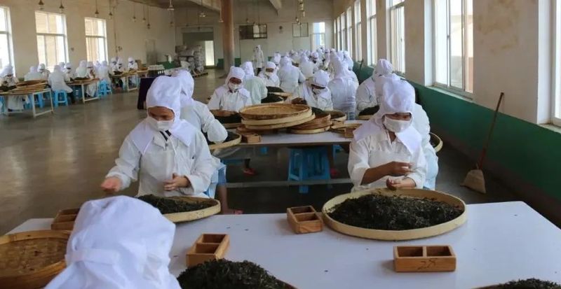 昌宁:1-9月实现茶叶农业总产值12亿元