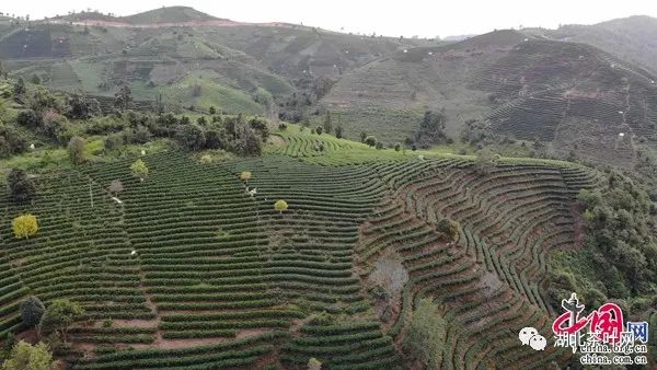 云南思茅：绿色有机茶“沏”出致富路