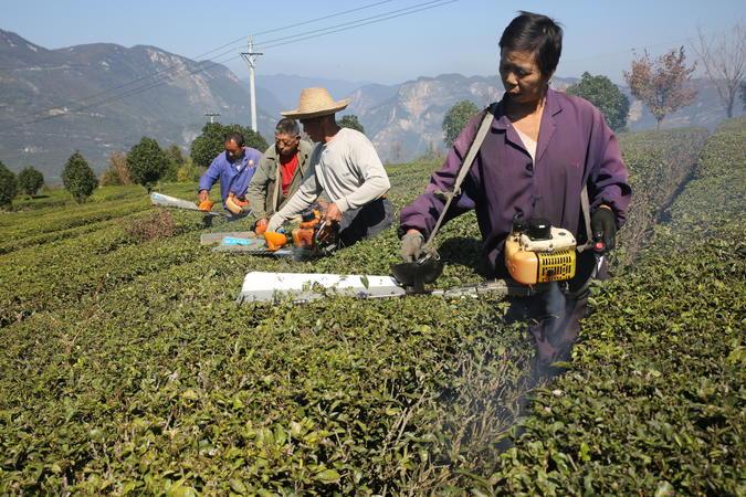 巴东金果坪：茶园冬季修剪忙