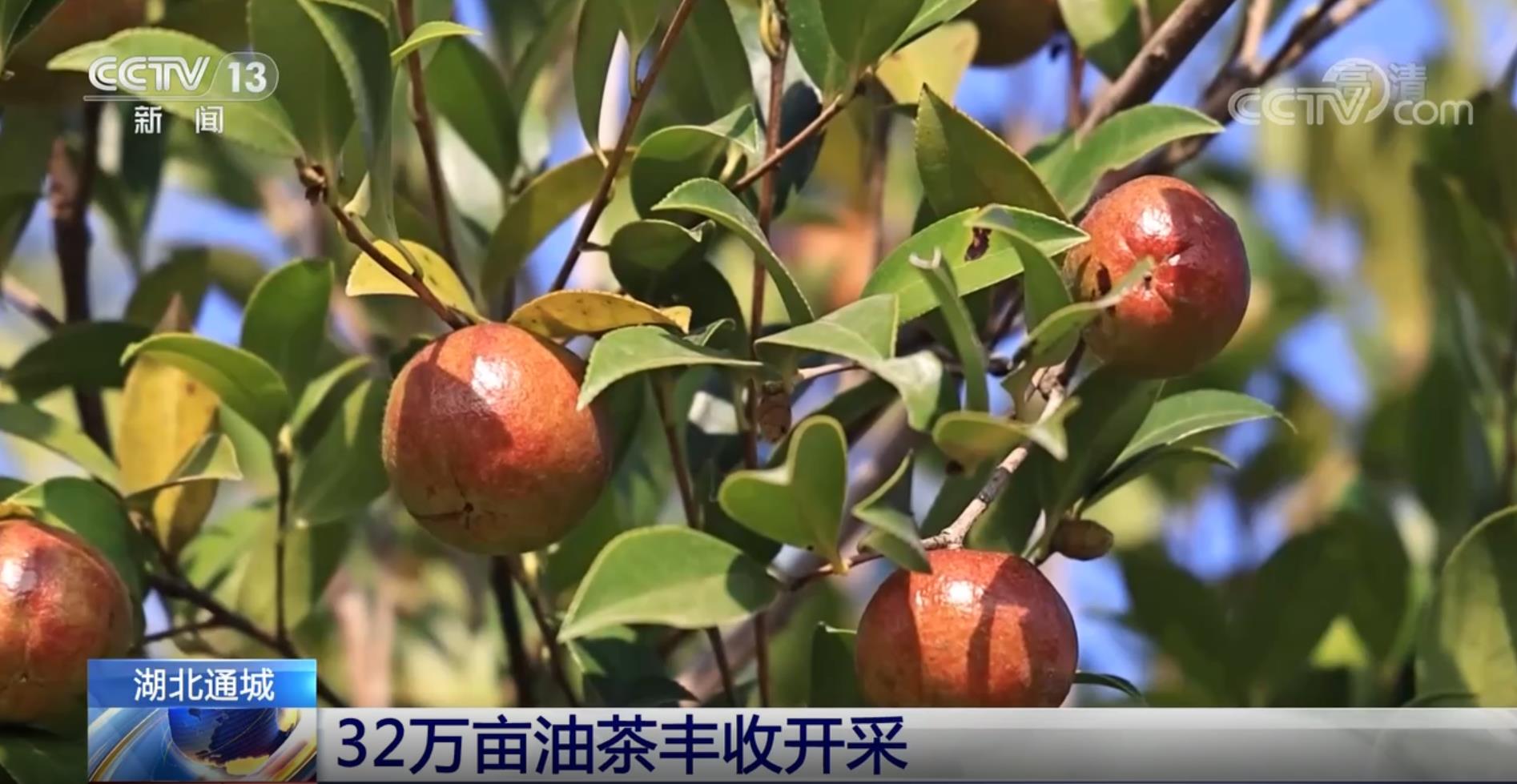 湖北通城：32万亩油茶丰收开采