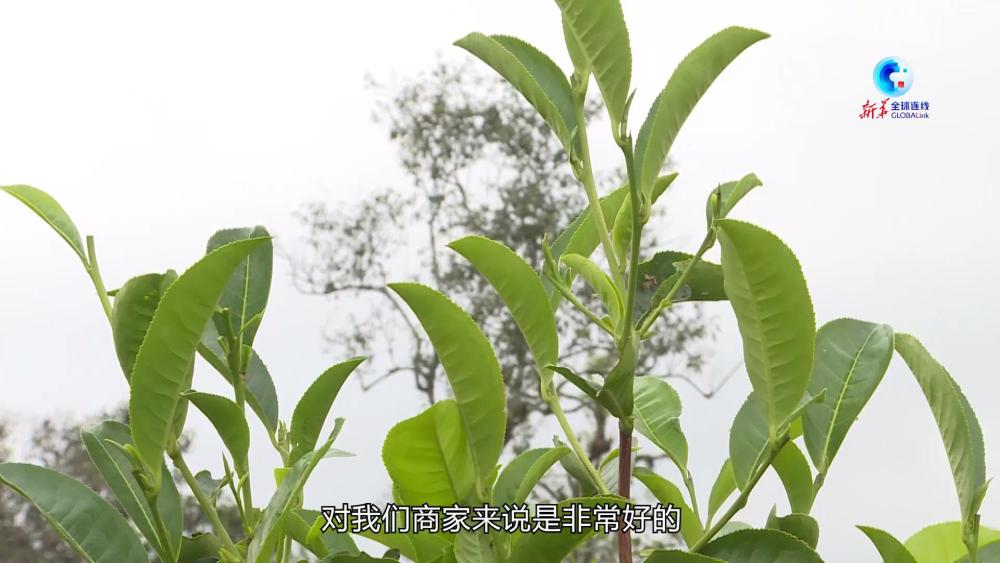 千年古树茶，搭上中国高质量发展快车