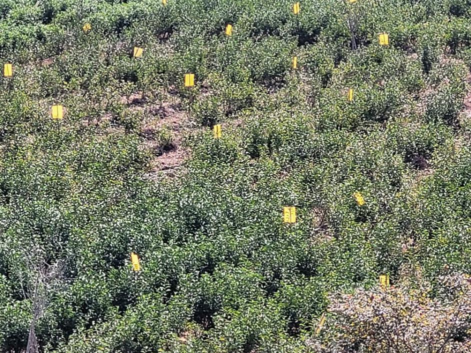 江西浮梁：打造享誉世界的茶名牌