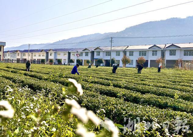 鹤峰：39.5万亩茶园管护忙