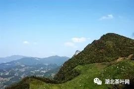 金融助力茶旅融合，邮储银行“贷”动湖北鹤峰县茶农走出发展新路子
