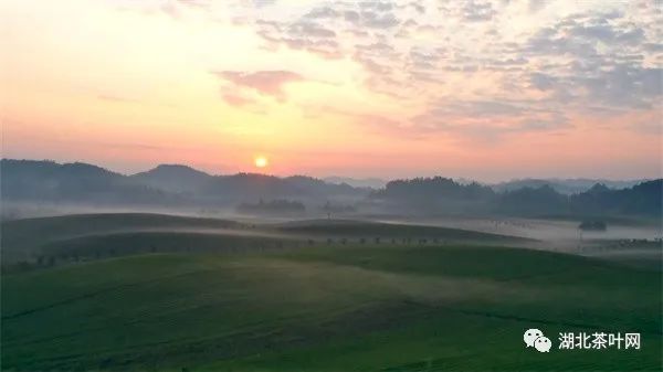 贵州湄潭：高质量推动茶产业发展赋能乡村振兴