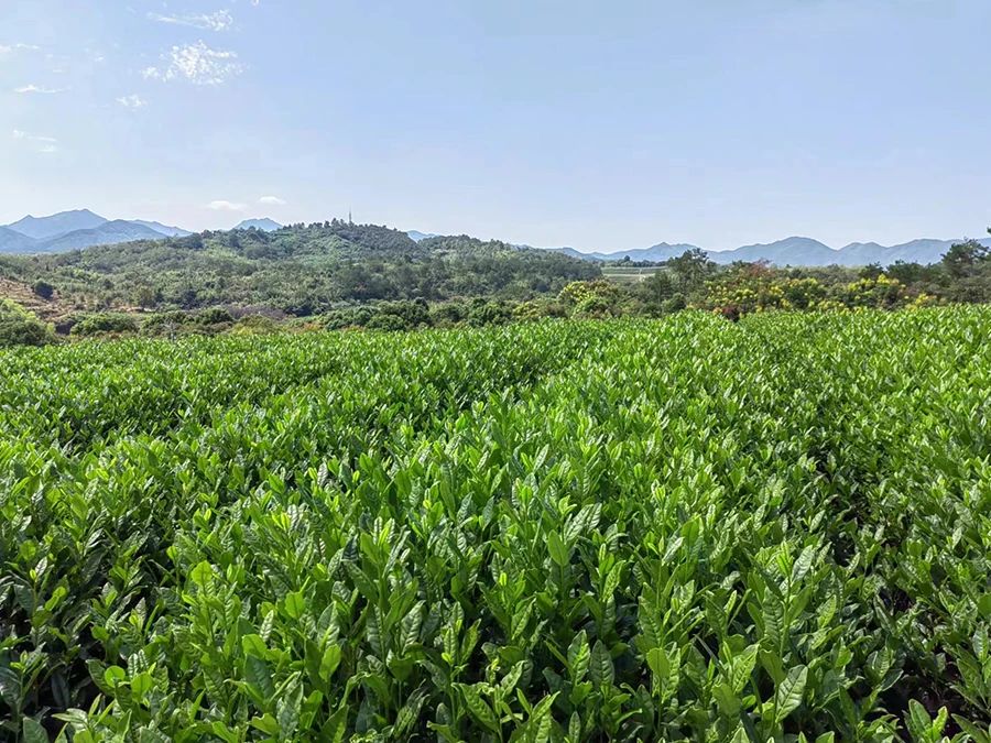 中国农业科学院茶叶研究所茶树新品种‘中茶125’完成品种权许可转化