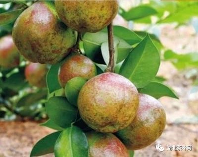 广西：藤县7.8万亩油茶树成了“发财树”