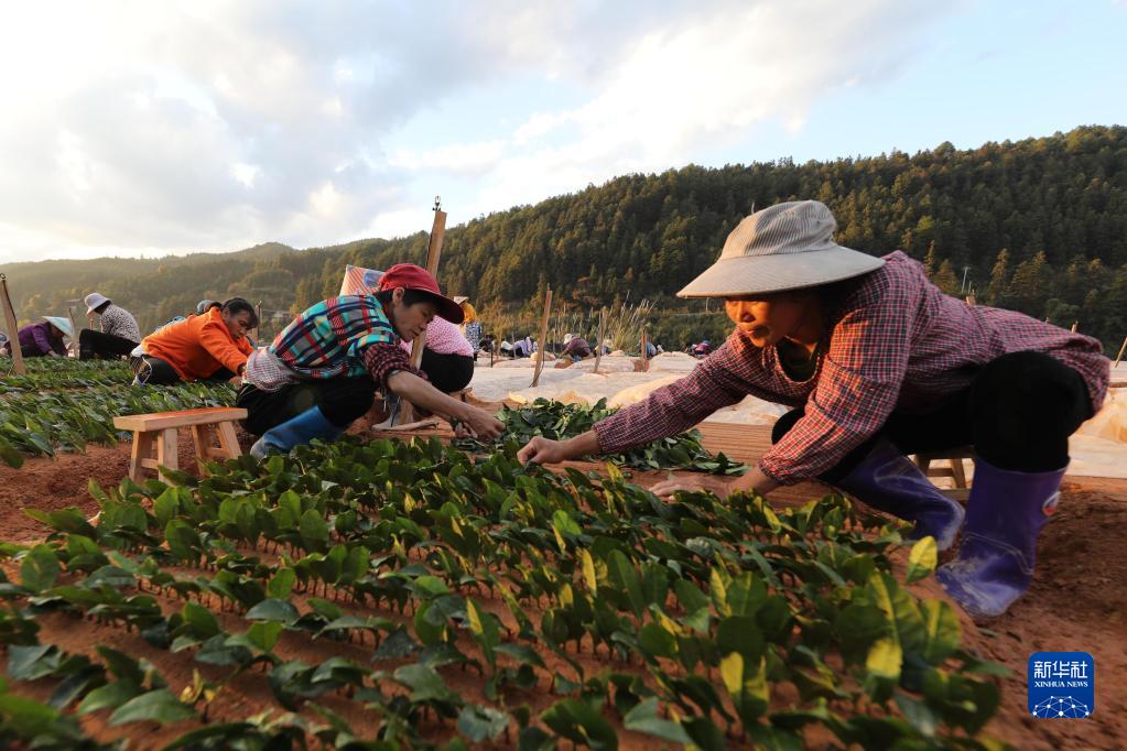 贵州锦屏：扦插茶苗正当时