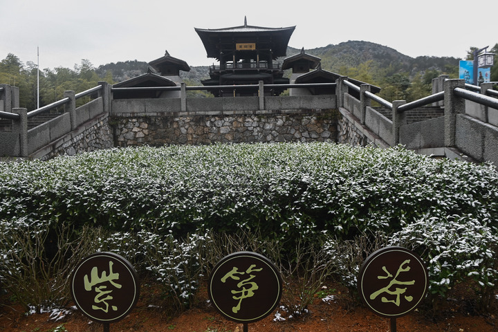 长兴紫笋茶：幽香越千年