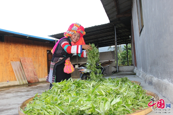 云南金平：石头彝寨古茶香 高山云海产业旺