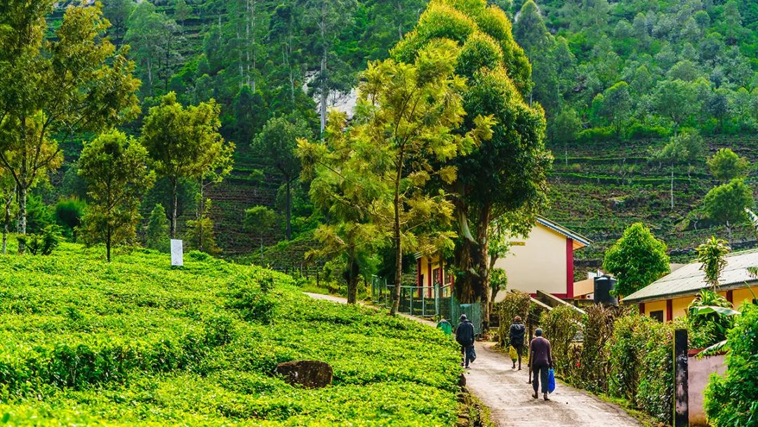 斯里兰卡2023年茶叶出口目标：12亿美元