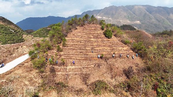 青山绿水育好茶！三都有机茶远销北上广