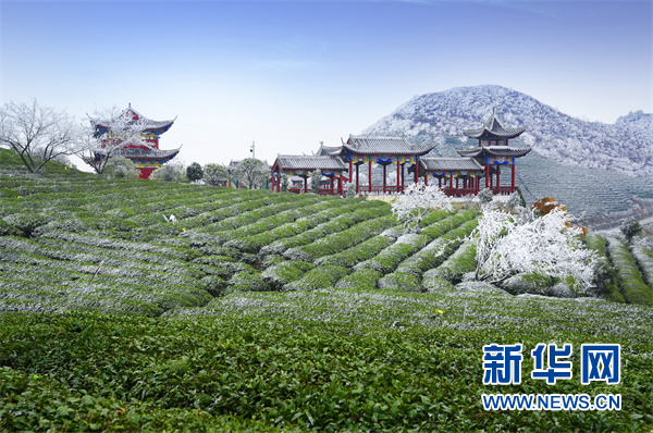 贵州：做足茶旅融合文章 助力乡村振兴