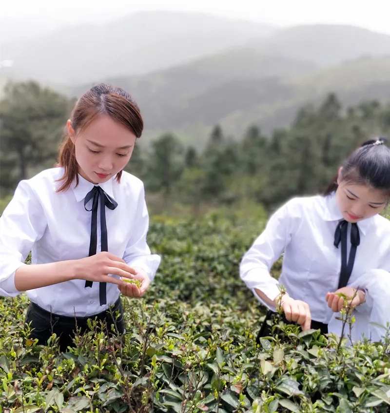 东湖评论：乡村小茶叶，振兴大文章