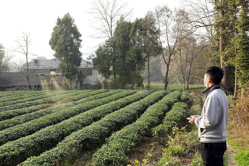 凤冈：无人机飞防助力茶园冬季管护