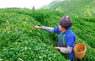 四川：力争到2030年实现翻番 川茶综合产值剑指两千亿