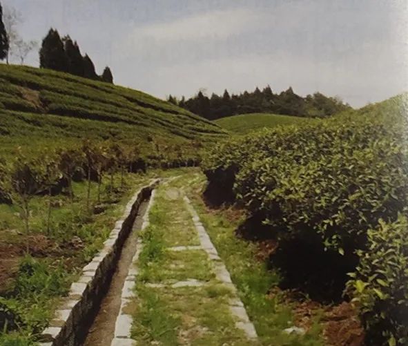 白化茶茶园条件与垦建技术要点