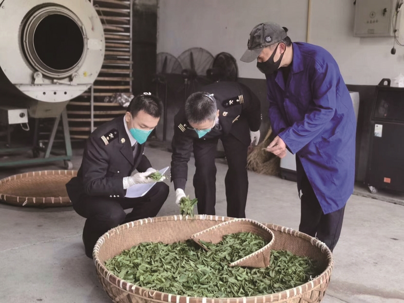 首批平阳茶叶出口智利 温州茶叶出口实现“零突破”