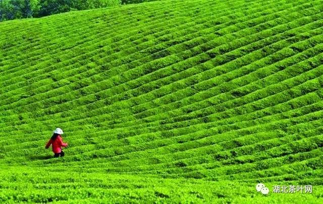 关于咸宁茶产业，你想知道的在这里