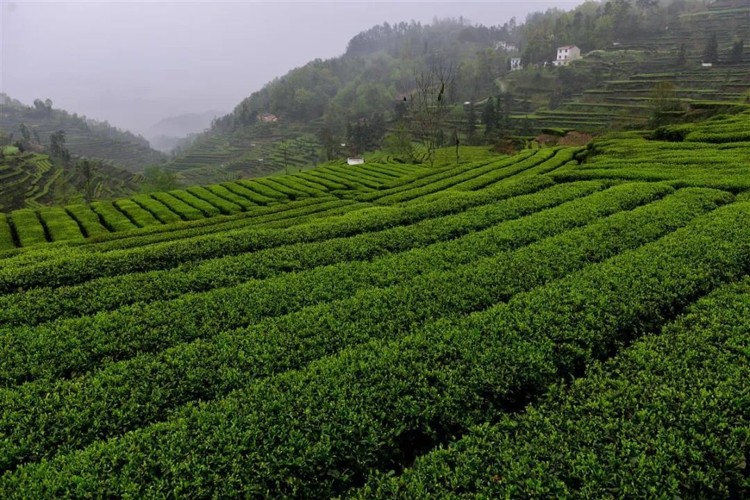 湖北春茶开园在即，鲜叶价格预计略有上涨