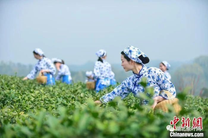 河南首部茶保护法规今起施行 信阳毛尖茶获法律护航