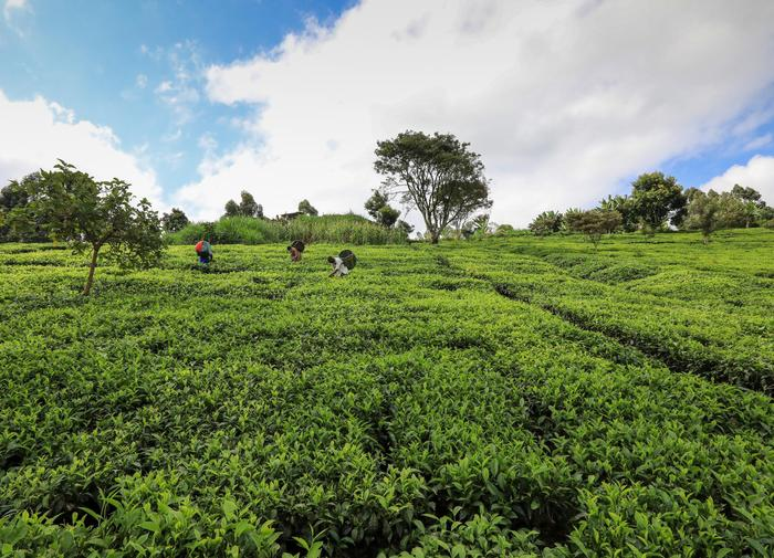 坦桑尼亚启动茶叶拍卖