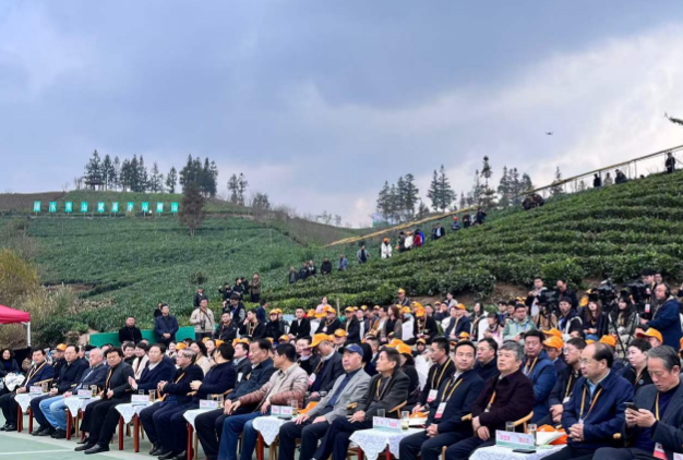 全国早茶大会暨2024年“贵州绿茶”第一采活动成功举行