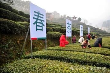 宜昌：宜茶集团早茶基地抢“鲜”开园
