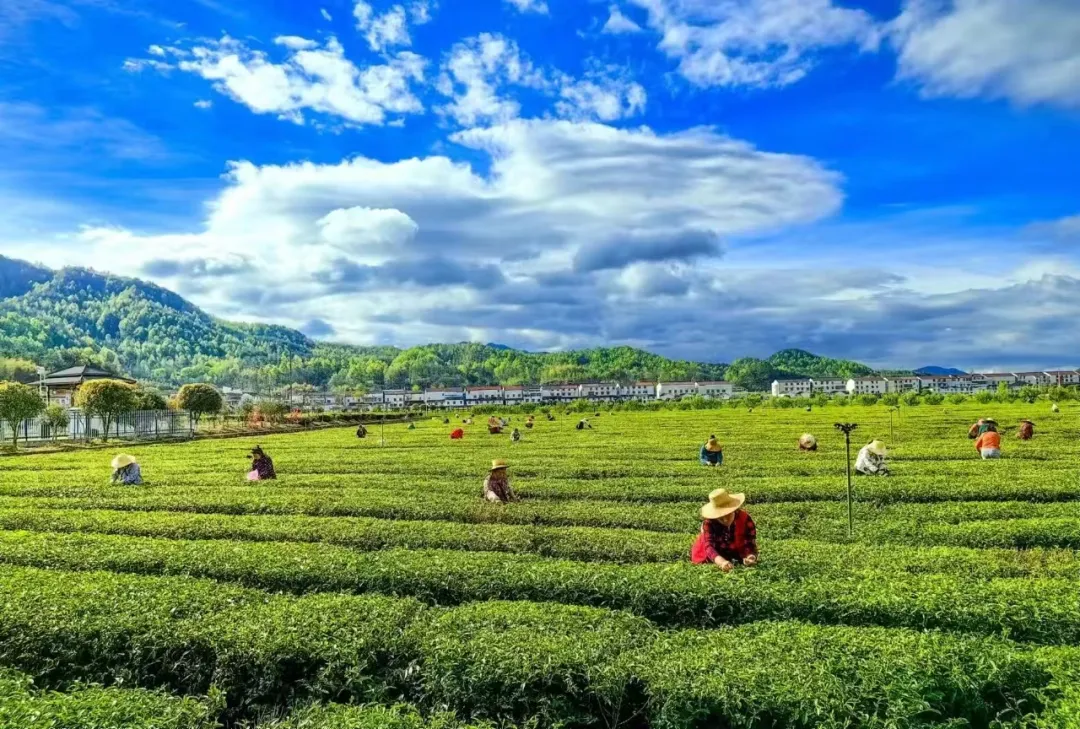 地理标志集体商标成功扩域，黄冈都叫“英山云雾茶”