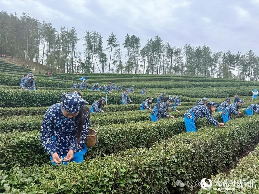 湖北竹山春茶开采