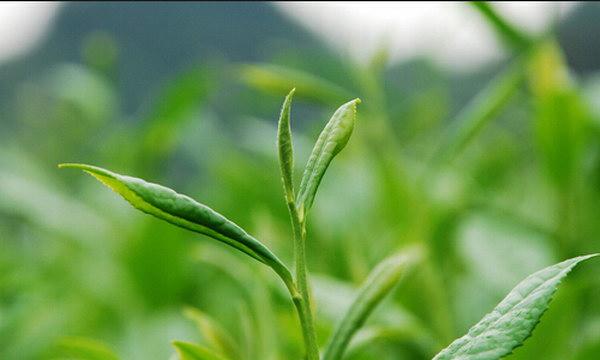 2025年春茶生产技术指导意见